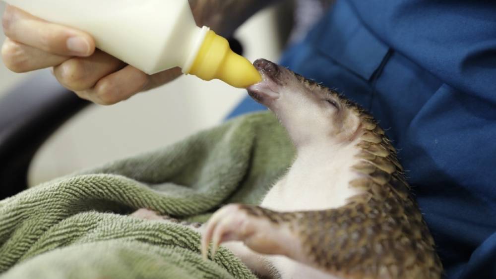 Hand-feeding baby pangolin